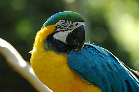 yellow, blue, and green parrot thumbnail
