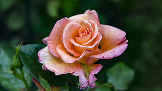 orange rose in bloom closed-up photo during daytime thumbnail
