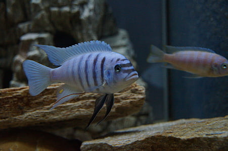 silver fish thumbnail