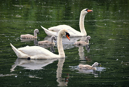 ducks on body of water thumbnail