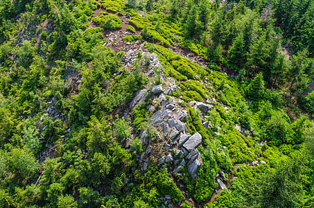 nature, rocks, forest, trees thumbnail