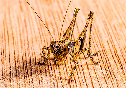 beige and black grasshopper thumbnail