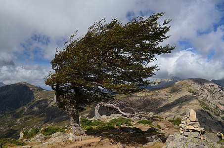 green tree on mountain thumbnail