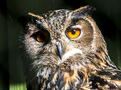 brown owl in close up shot thumbnail