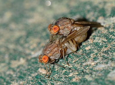 macro shot photography of two gray-and-brown insects thumbnail