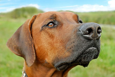adult redbone coondhound on focus photo thumbnail