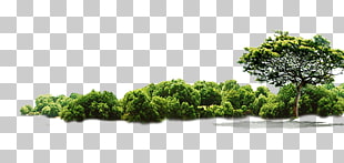 Tree Jungle, Green Tree, tree and bushes illustration PNG clipart