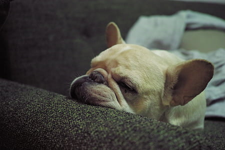 short-coated brown dog lying on gray cushion thumbnail