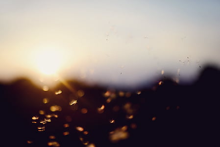 sunset, bokeh, dandelion, summer thumbnail