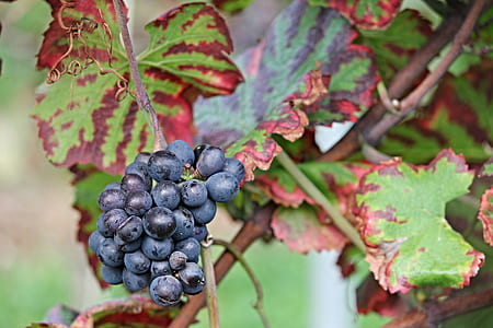bunch of grapes thumbnail