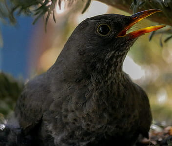 selective focus photo of black long-beaked bird thumbnail