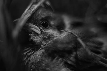 grayscale photography of bird thumbnail