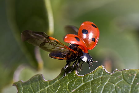 red and black ladybug during daytime thumbnail