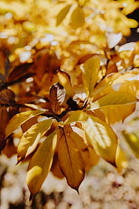 Yellow leaves of magnolia in autumn thumbnail