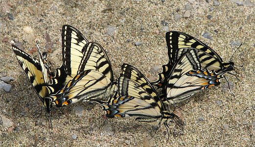 Canadian Tiger Swallowtail thumbnail