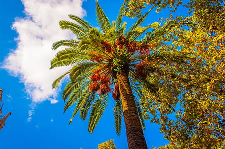 Brown and Green Palm Tree thumbnail