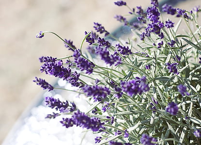close-up photo of purple petaled flowers thumbnail