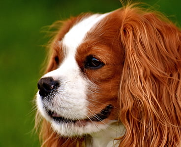 medium-coated white and tan dog thumbnail