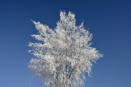 low angle photo of snow covered tree thumbnail