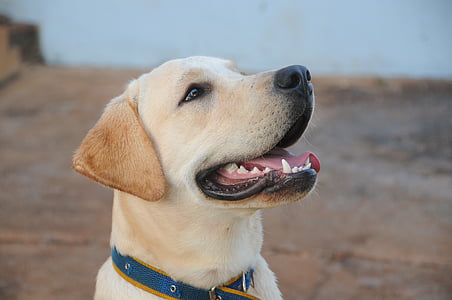 close-up photography of yellow Labrador retriever thumbnail