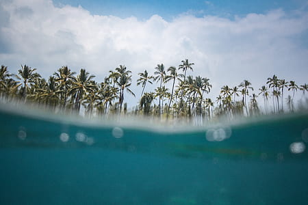 green leafed trees under cloudy sky thumbnail