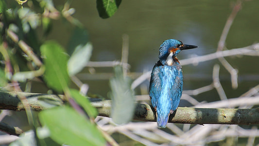 blue and black bird standing on brown tree branch thumbnail