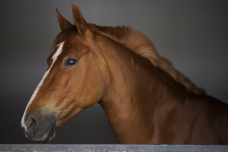 closed up photography of horse thumbnail