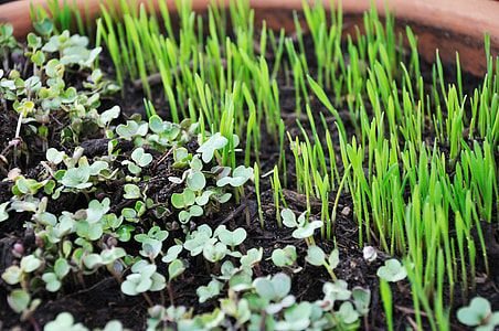 sprout plant thumbnail