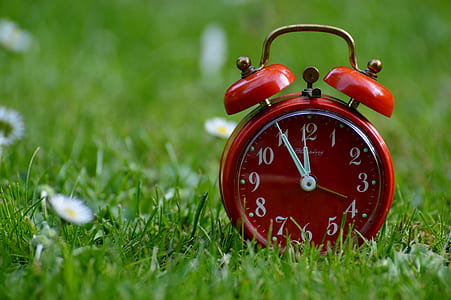 flowers, grass, meadow, time thumbnail