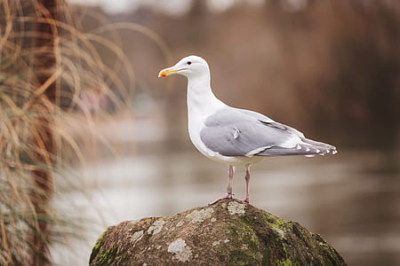 Sea Gull Perched On Rock thumbnail