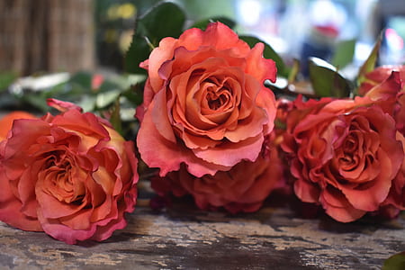 pink rose flowers on brown wooden board thumbnail