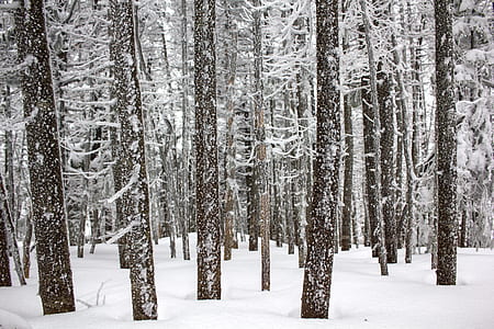 tree and snow covered field during day thumbnail