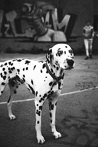selective color of adult black and white Dalmatian thumbnail
