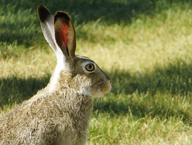 brown animal on green grass thumbnail