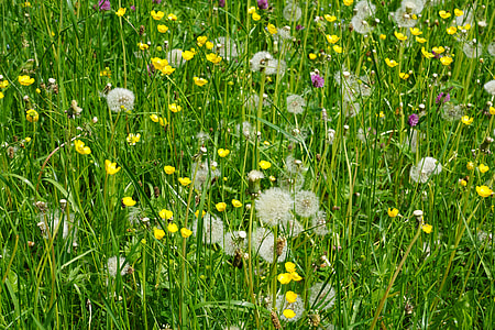selective focus photography of dandelion field thumbnail