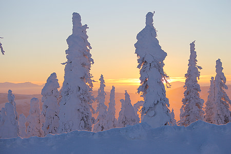 photo of snow covering trees thumbnail