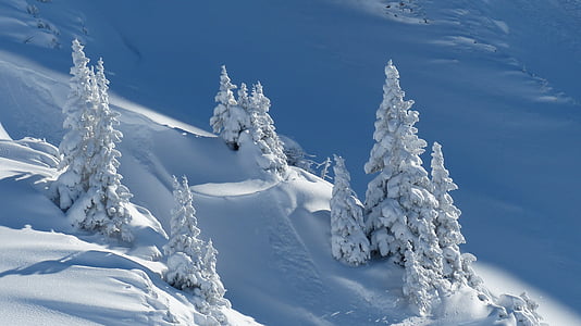 aerial photograph pine trees coated by snow ice thumbnail