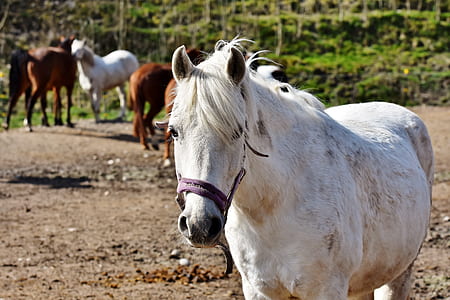 wildlife photography of horses thumbnail