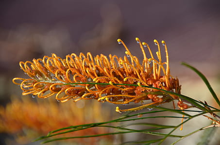 yellow pincushion protea flower with water dew thumbnail