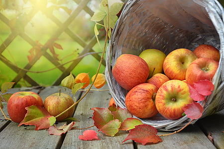 basket of apples thumbnail