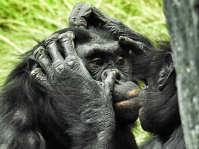 ape holding nose of another ape in selective focus photography thumbnail