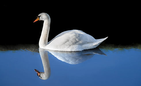 white duck soaked on calm body of water thumbnail