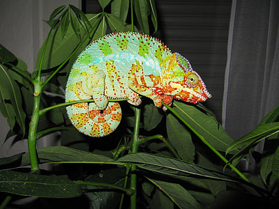 green and red chameleon on green plant thumbnail