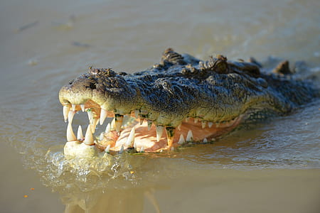 brown crocodile on river thumbnail