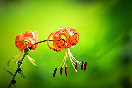 orange flowers thumbnail