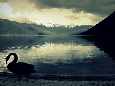 silhouette of swan on body of water thumbnail