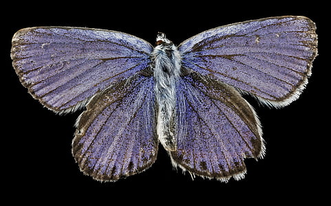 purple moth thumbnail