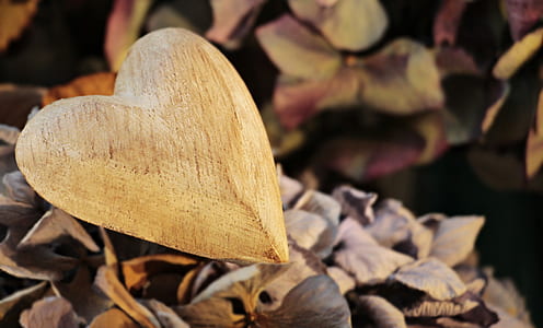 tilt-shift lens photography of heart-shaped brown leaf thumbnail