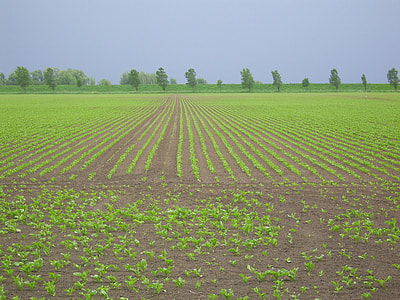 Arable Land, Diagonal Worth thumbnail