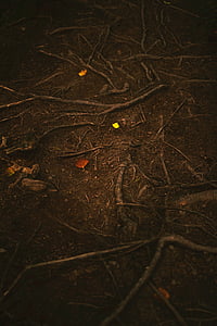 dried leaf on brown soil thumbnail